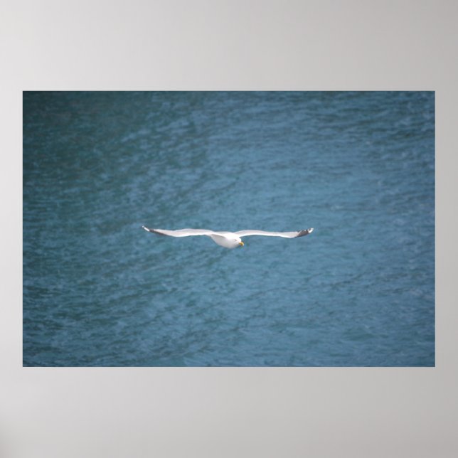 Gull Poster (Framsidan)