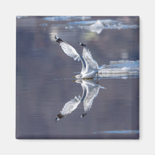 Gull Refltions Magnet