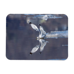 Gull Refltions Magnet