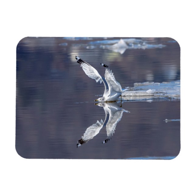 Gull Refltions Magnet (Horisontell)