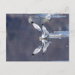 Gull Refltions Vykort