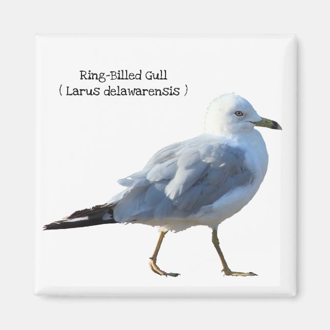 Gull, ring-Billed Magnet (Framsidan)