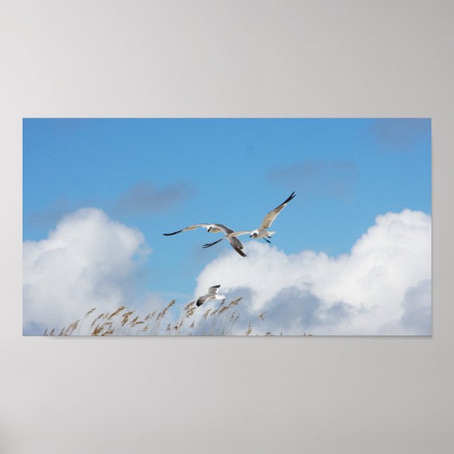 Gull Trio 2 Poster (Framsidan)