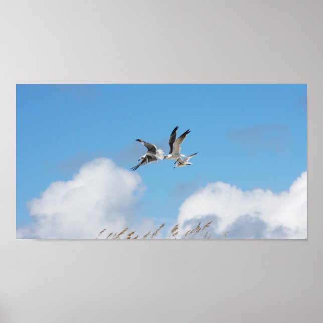 Gull Trio 5 Poster (Framsidan)