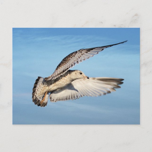 Gull under flygning vykort (Framsida)