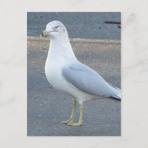 Gull Vykort