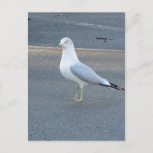 Gull Vykort