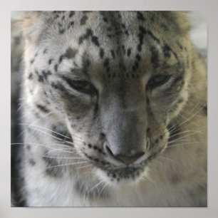 Gullig affisch för snöLeopard