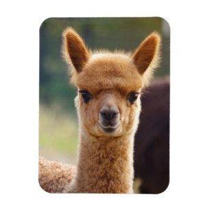 Gullig Alpacamagnet Magnet