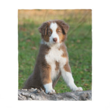 Gullig australian shepherdhundvalp, komfort