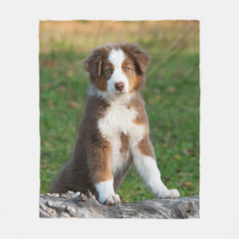 Gullig australian shepherdhundvalp, komfort fleecefilt