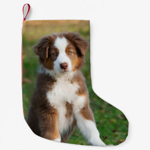 Gullig australian shepherdhundvalp - Santa ansvar Liten Julstrumpa