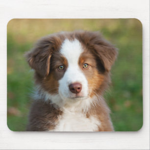 Gullig australian shepherdvalp musmatta