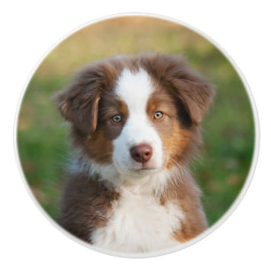 Gullig australian shepherdvalp, porträtt knopp
