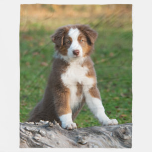 Gullig australian shepherdvalp som är bekväm fleecefilt