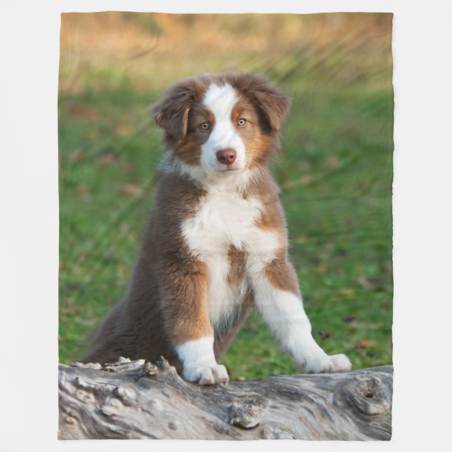 Gullig australian shepherdvalp som är bekväm fleecefilt (Framsidan)