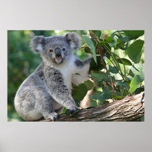 Gullig australiensisk koala poster