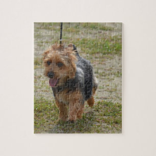 Gullig australiensisk Terrier Pussel
