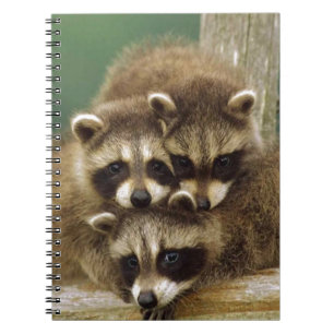 Gullig babyRaccoon Anteckningsbok