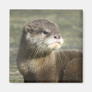 Gullig babyutter magnet