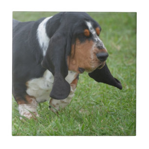 Gullig Bassethund Kakelplatta