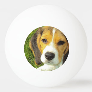 Gullig Beagle Pingisboll