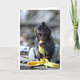 Gullig bebismacaqueapa som äter bananen kort