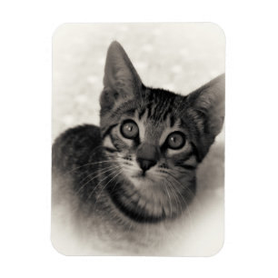 Gullig Bengal kattunge Magnet