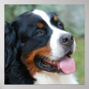 Gullig Bernese affisch