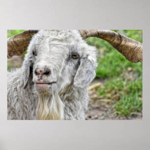 Gullig Billy get Poster