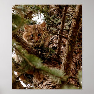 Gullig Bobcatkattunge i en trädaffisch Poster