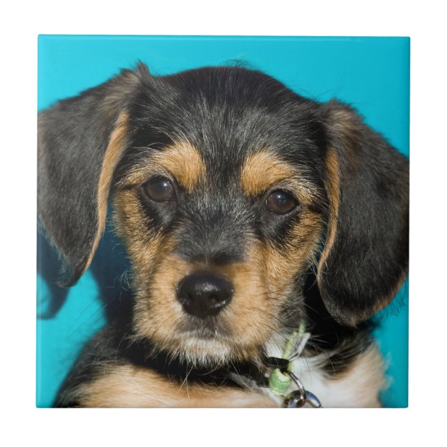 Gullig Borkie valp Kakelplatta (Framsidan)