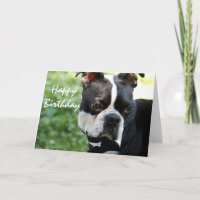 Gullig Boston terrier tätt upp fotofödelsedagkort