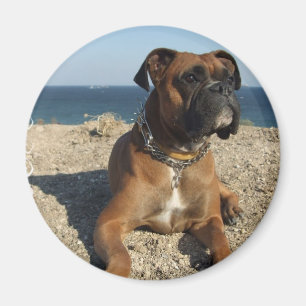 Gullig boxarehundmagnet magnet