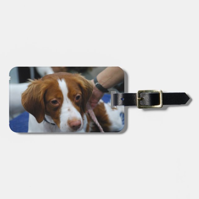 Gullig Brittany Spaniel Bagagebricka (Horisontell Framsida)