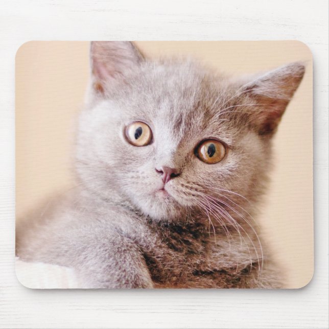 Gullig brittisk Shorthair katt Musmatta (Framsidan)