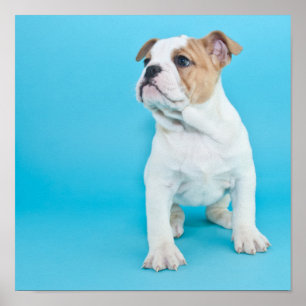 Gullig bulldoggvalp poster