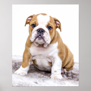 Gullig bulldoggvalpsitta besegrar poster