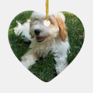 GULLIG CAVAPOO-VALP JULGRANSPRYDNAD KERAMIK