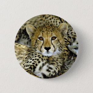 Gullig Cheetah Knapp