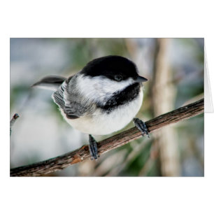 Gullig Chickadee i vinter Hälsningskort