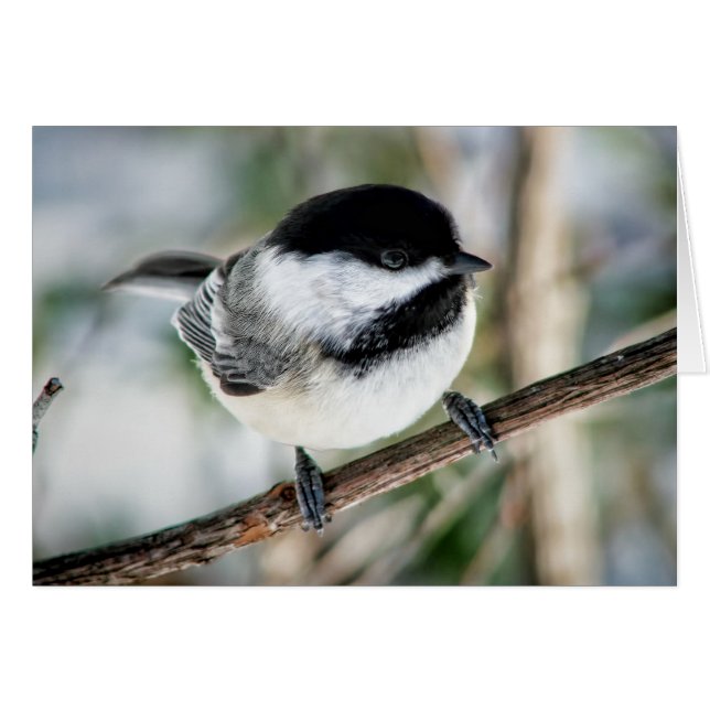 Gullig Chickadee i vinter Hälsningskort (Framsidan Horizontal)