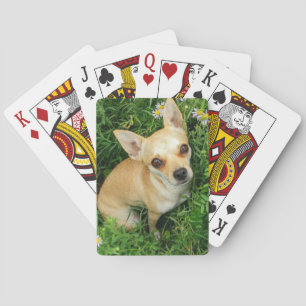 Gullig Chihuahua i gräsäng Casinokort