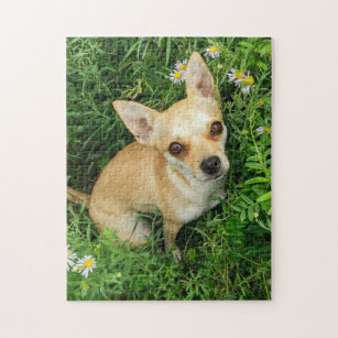 Gullig Chihuahua i gräsäng Pussel
