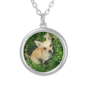Gullig Chihuahua i gräsäng Silverpläterat Halsband