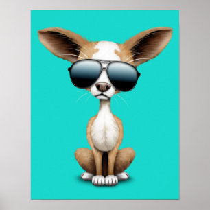 Gullig Chihuahuavalp som ha på sig solglasögon Poster