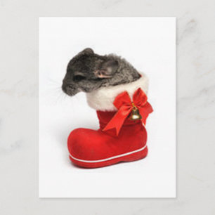 Gullig Chinchilla i julstrumpa Helg Vykort