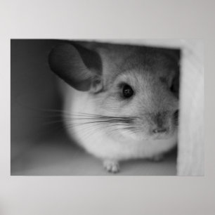Gullig Chinchilla Poster