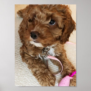 Gullig Cockapoo valpaffisch Poster