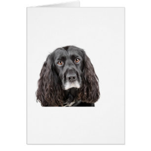 Gullig cockerspanielSpaniel Hälsningskort